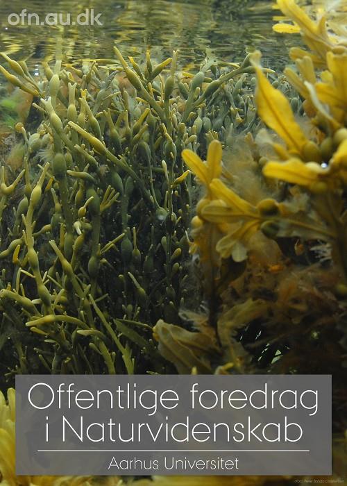 Foredrag: Tang